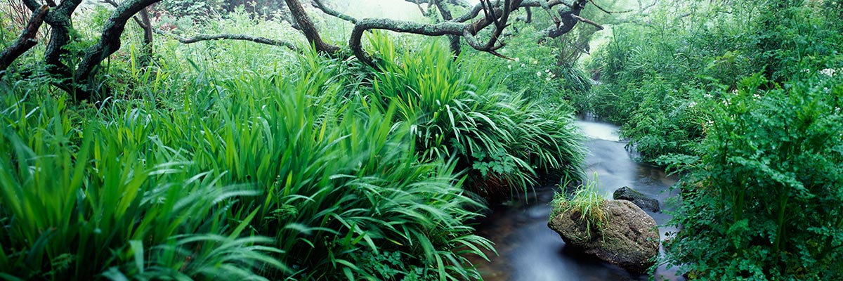 Photograph of Cot Valley stream, Cornwall