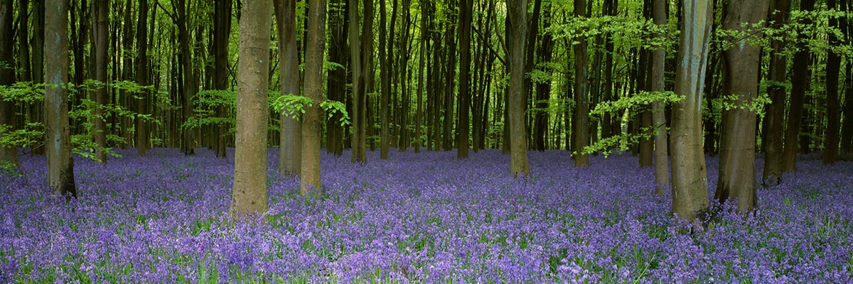 Photograph of the West Woods, Marlborough, Wiltshire