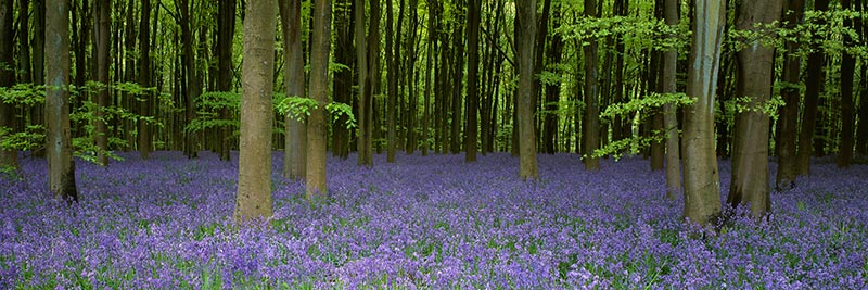 Photograph of the West Woods, Marlborough, Wiltshire