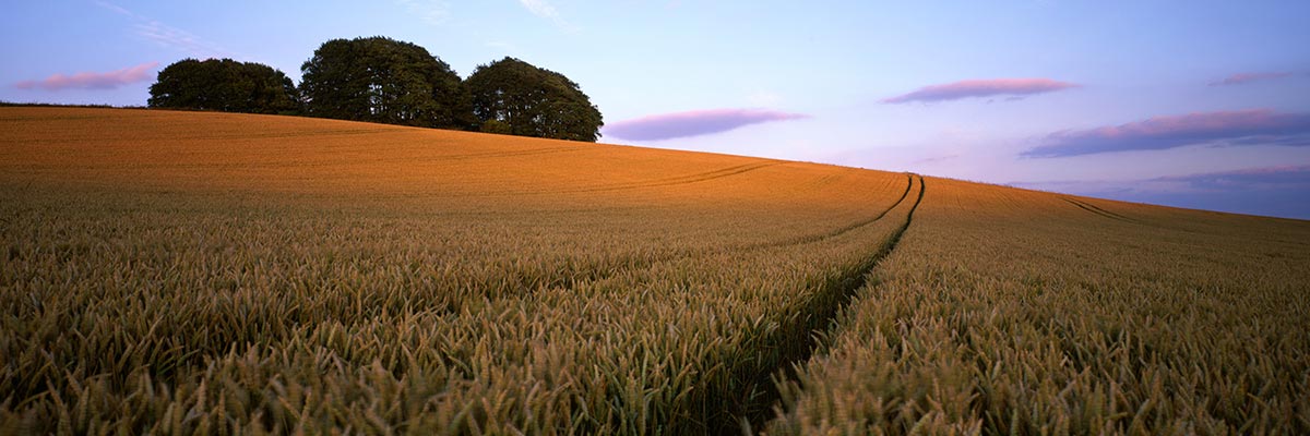 Photograph of West Kennet, Avebury, Wiltshire