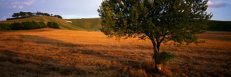 Photograph of Cherhill White Horse, Wiltshire